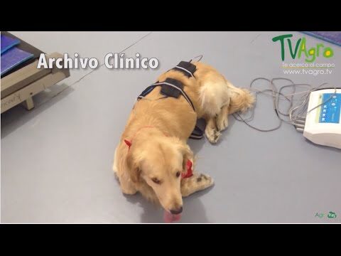 Beneficios de las Sesiones de Hidroterapia para Perros