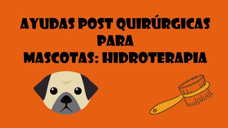 Hidroterapia: Bienestar y Salud Animal