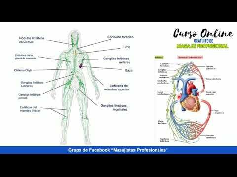Masajes Especializados en Terapia Miofascial: Beneficios y Técnicas