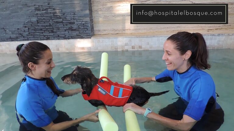 Rehabilitación Animal Efectiva a Través de la Hidroterapia