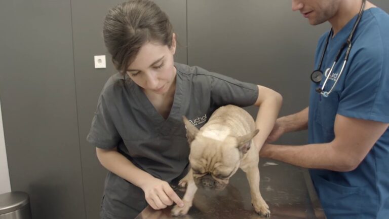 Hidroterapia: La Clave para la Recuperaci&oacute;n de tus Mascotas