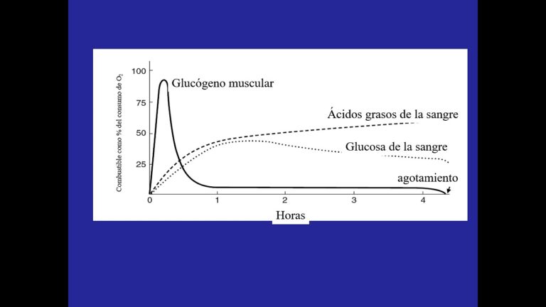 Efectos del Ejercicio Físico en el Metabolismo